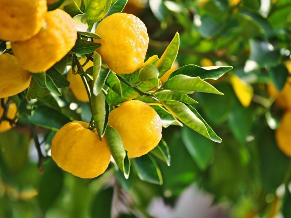 Citronniers et agrumes en pot