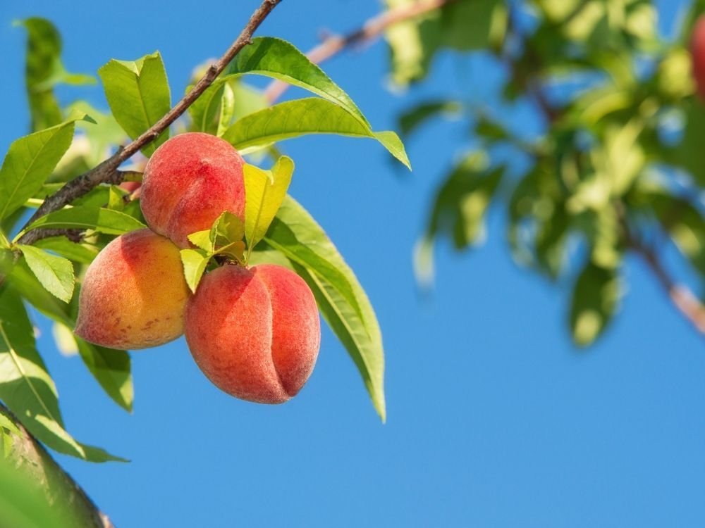 Vergers de fruitiers adaptés au secteur