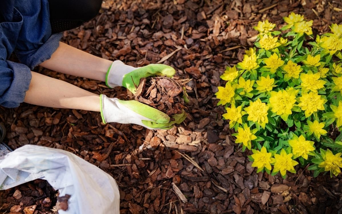 Paillage autour d'un jeune plant
