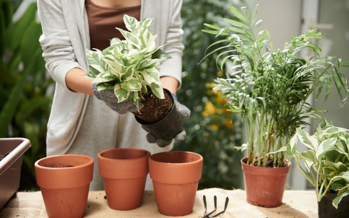 Rempotage d'une jeune plante